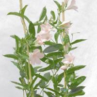 Cotton Candy Mandevilla
