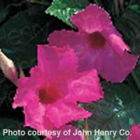 Pink Velvet Mandevilla