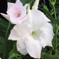 White Velvet Mandevilla