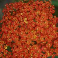 Achillea millefolium Peggy Sue