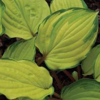 Hosta Paradise Island