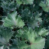 Ligularia Osiris Fantaisie
