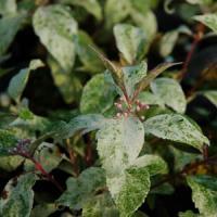 Callicarpa Snow Storm