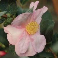 Camellia Boulevard Rose Pink