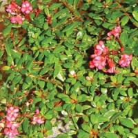 Escallonia Pink Whisper