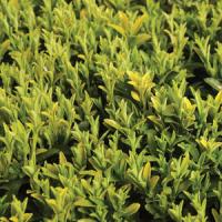 Euonymus Harvest Glory