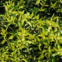 Euonymus Summer Sun