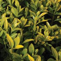 Euonymus Golden Flair
