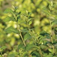 Pittosporum Golden Pillar