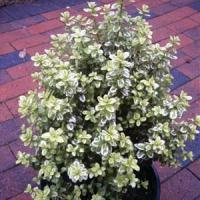 Pittosporum Golden Pillar