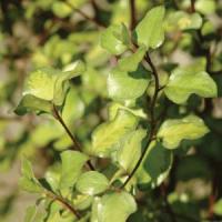 Pittosporum Golden Sheen