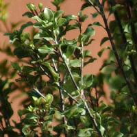 Pittosporum Screen Between