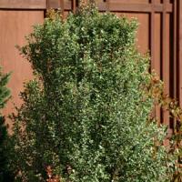 Pittosporum Screen Between