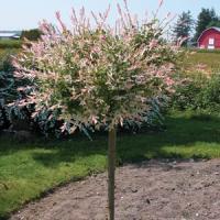 Salix Flamingo