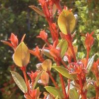Syzygium Orange Twist