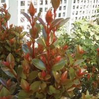 Syzygium Orange Twist