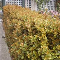 Syzygium Orange Twist