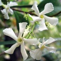 Trachelospermum Sassy Sarsaparilla