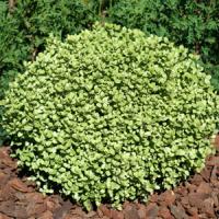 Pittosporum Elfin