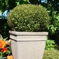 Pittosporum Elfin