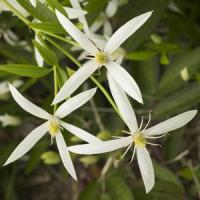 Clematis Southern Cross