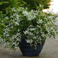 Clematis Southern Cross