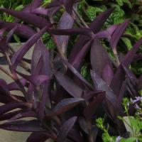Purple Heart Setcreasea