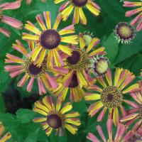 Helenium Tie Dye