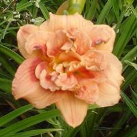 Hemerocallis Just My Size