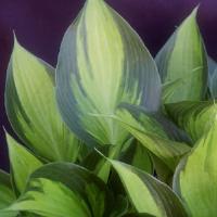 Hosta Justine
