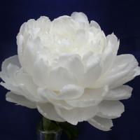 Paeonia lactiflora White Sarah Bernhardt