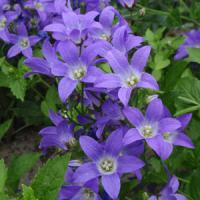 Campanula lactiflora Border Blues