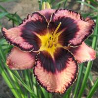 Hemerocallis Simmons Overture
