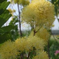 Thalictrum Tukker Princess