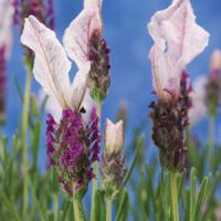 Lavandula stoechas Bella Rouge