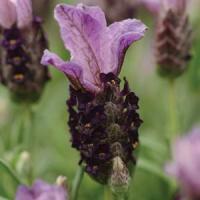 Lavandula stoechas Bella Purple<sup>®</sup>