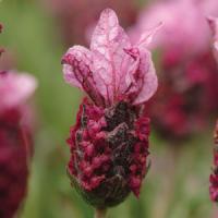 Lavandula stoechas Bella Rose<sup>®</sup>