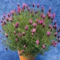 Lavandula stoechas Bella Rose<sup>®</sup>