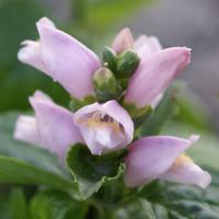 Chelone lyonii Pink Temptation