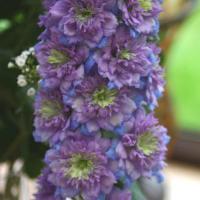 Delphinium Highlander Blueberry Pie