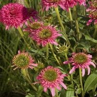 Echinacea Piccolino