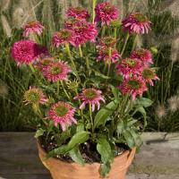 Echinacea Piccolino