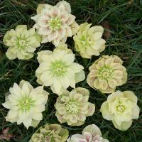 Helleborus orientalis Golden Discovery