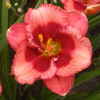 Hemerocallis Baby Red Eyes