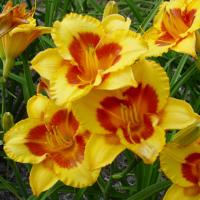 Hemerocallis Blackberry Sherbert