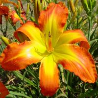 Hemerocallis Carrick Wildon