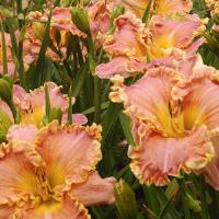 Hemerocallis Darla Anita