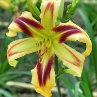 Hemerocallis Free Wheelin'