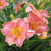 Hemerocallis Heavenly Pink Fang