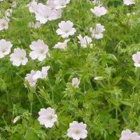 Geranium Maurice Moka